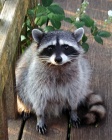 Alex_the_racoon