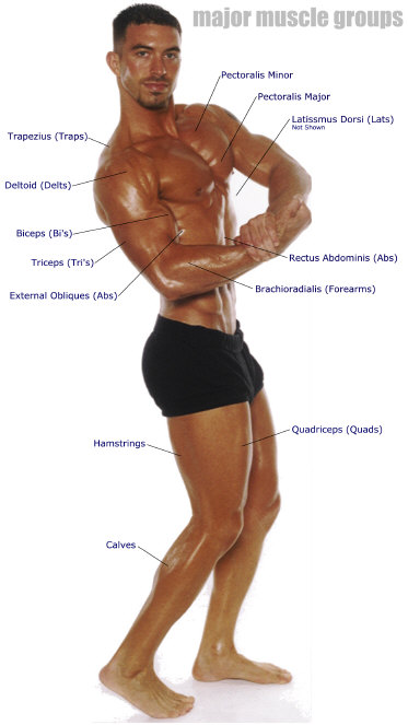 Основное об основных группах мышц
