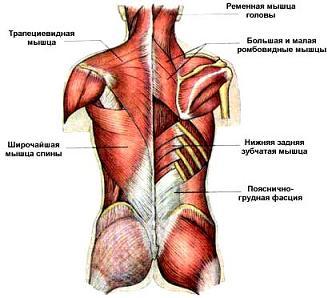 диета при повышенном уроне мочевой кислоты