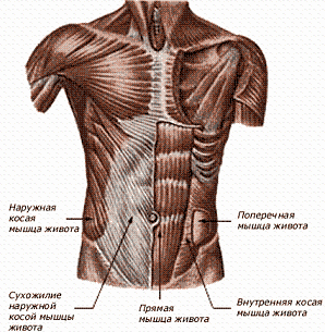 Косые мышцы живота, группы мышц