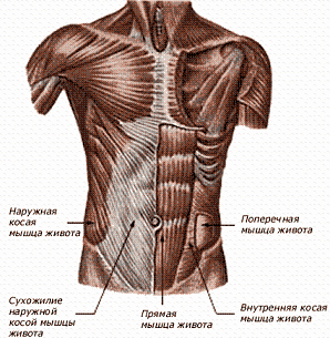 длительные диеты